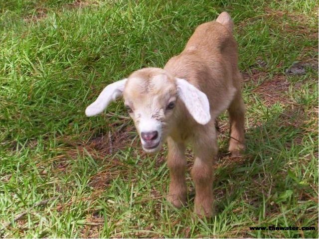 baby goat about 2 days old