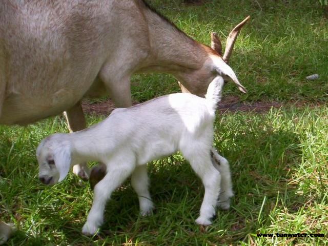 Nanny and her kid