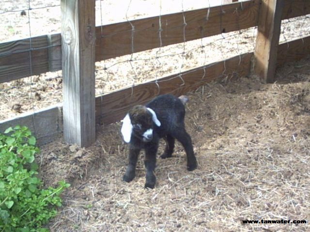 Newborn black kid with white ears