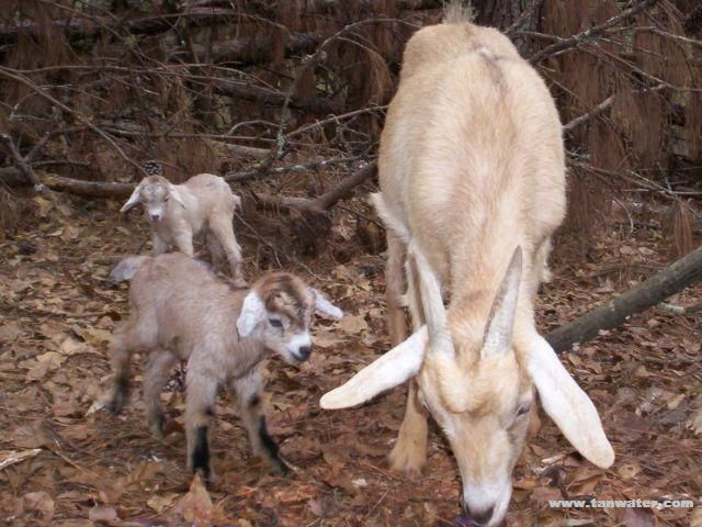 Just born kids, about 1 hour old