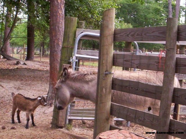 Kid meets donkey