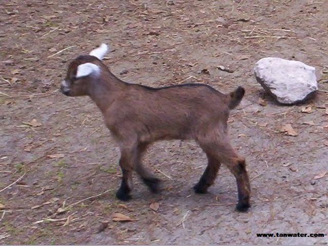 Three day old kid