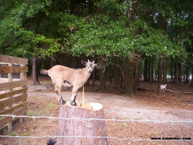 Kid on a stump