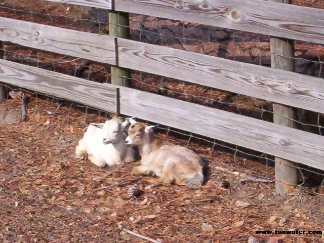 Twins resting in the sunshine