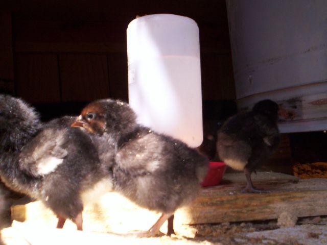 One day old black sex link chicks