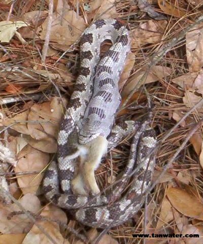 Florida+Oak+Snake Florida Oak Snake http://www.tanwater.com/wildlife/white_oak_rat_snake ...
