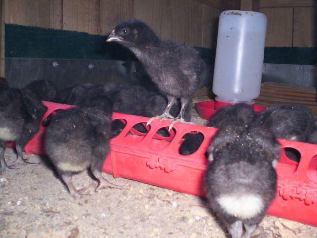 One week old baby chicks