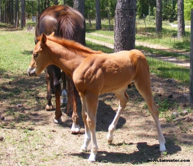 Young colt with the mare.